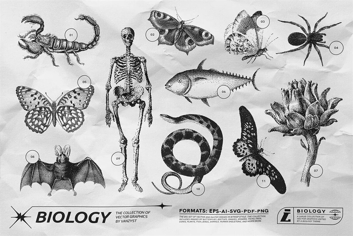 125款复古生物学昆虫动物鸟类鱼类人体骨骼植物自然界像素位图AI矢量插画PNG免扣设计套装 125 Vector Bitmap Assets. Biology , sucaiwan.com