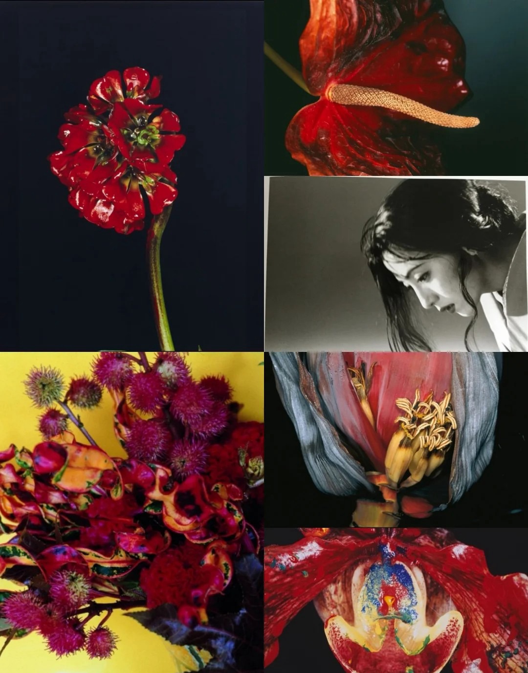 日本日系摄影师【荒木经惟】预设合集Nobuyoshi Araki荒诞怪诞风纪实人文摄影LR预设PS调色PR剪映滤镜LUT预设 插件预设 sucaiwan.com