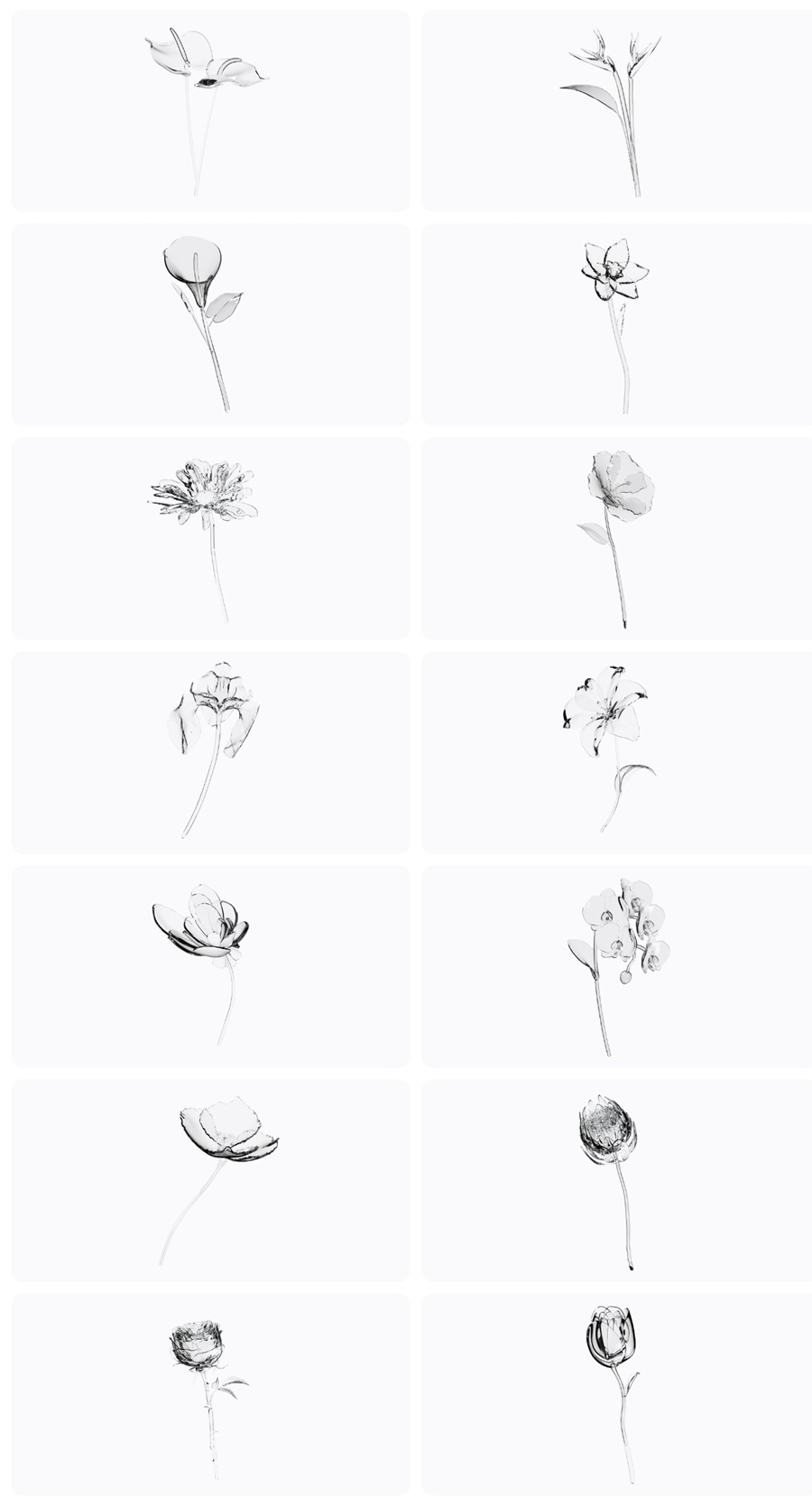 14款3D透明玻璃水晶名花花朵花卉植物PNG免扣插画插图元素OBJ模型设计套装Glass Famous Flower 3D Icon Pack 图片素材 sucaiwan.com