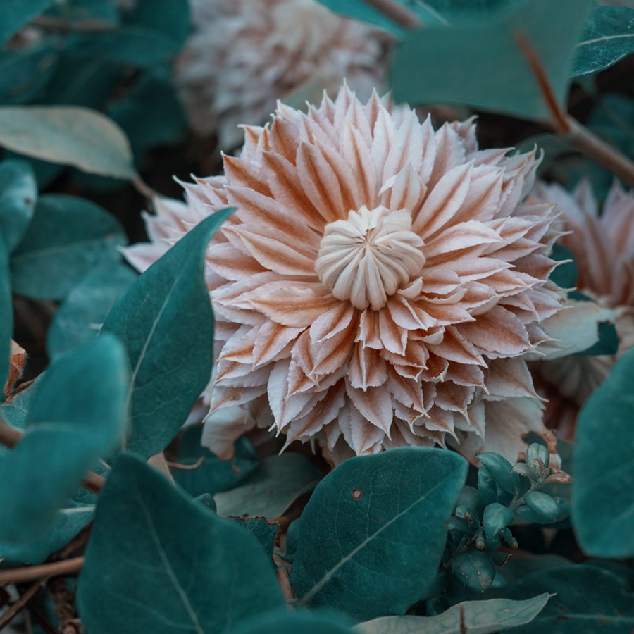 180多个复古柯达富士胶片美学色彩 Lightroom / Capture One / C1 摄影后期调色预设 RNI All Films 5 - Pro 插件预设 第8张-素材湾丨精选海外优质设计素材资源 180多个复古柯达富士胶片美学色彩 Lightroom / Capture One / C1 摄影后期调色预设 RNI All Films 5 - Pro 插件预设 sucaiwan.com