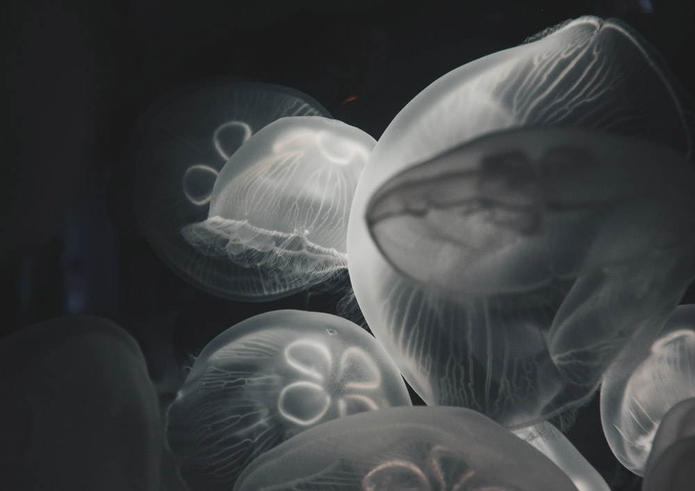 飞思预设:真实富士柯达宝丽来胶片模拟电影美学颗粒风格Capture One预设 RNI All Films 4 Pro for Capture One / C1 , 第5张-素材湾丨精选海外优质设计素材资源 飞思预设:真实富士柯达宝丽来胶片模拟电影美学颗粒风格Capture One预设 RNI All Films 4 Pro for Capture One / C1 , sucaiwan.com