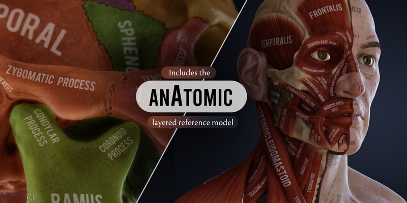 大师课程:Blender真实人物头部肖像雕刻建模贴图材质灯光渲染教程 中文/英文字幕 HUMAN Realistic Portrait Creation with Blender | Release Video , 第4张-素材湾丨精选海外优质设计素材资源 大师课程:Blender真实人物头部肖像雕刻建模贴图材质灯光渲染教程 中文/英文字幕 HUMAN Realistic Portrait Creation with Blender | Release Video , sucaiwan.com