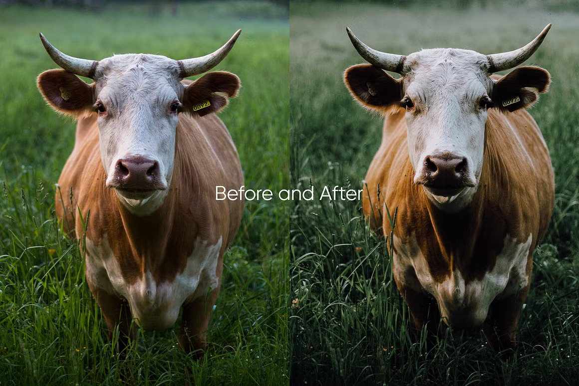 LR/PS预设-LOU & MARKS 清新森系人像Lightroom预设 Evergreen Presets 插件预设 第5张-素材湾丨精选海外优质设计素材资源 LR/PS预设-LOU & MARKS 清新森系人像Lightroom预设 Evergreen Presets 插件预设 sucaiwan.com