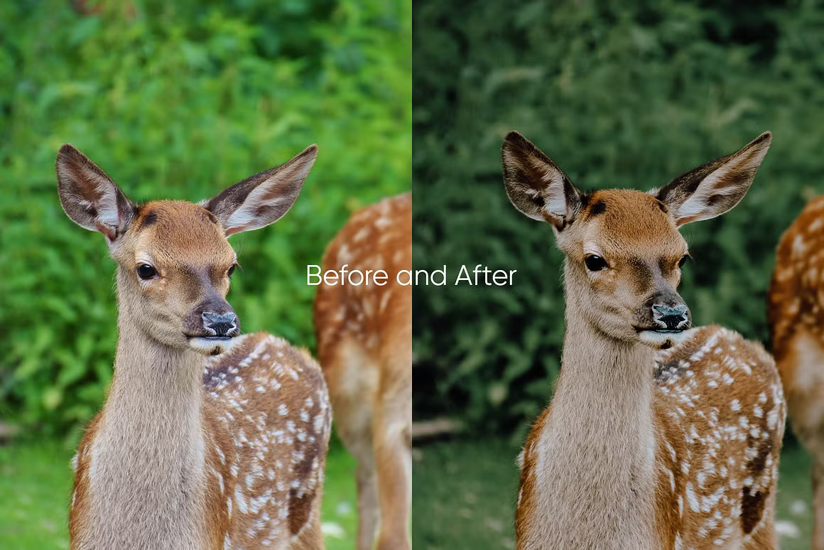 LR/PS预设-LOU & MARKS 清新森系人像Lightroom预设 Evergreen Presets 插件预设 第9张-素材湾丨精选海外优质设计素材资源 LR/PS预设-LOU & MARKS 清新森系人像Lightroom预设 Evergreen Presets 插件预设 sucaiwan.com