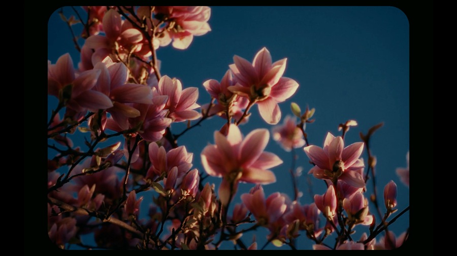 Veres Deni Alex 9种老式家庭录像Super 8mm胶片模拟达芬奇调色节点预设包 Super 8mm Home Film Emulation Power Grades 插件预设 第12张-素材湾丨精选海外优质设计素材资源 Veres Deni Alex 9种老式家庭录像Super 8mm胶片模拟达芬奇调色节点预设包 Super 8mm Home Film Emulation Power Grades 插件预设 sucaiwan.com