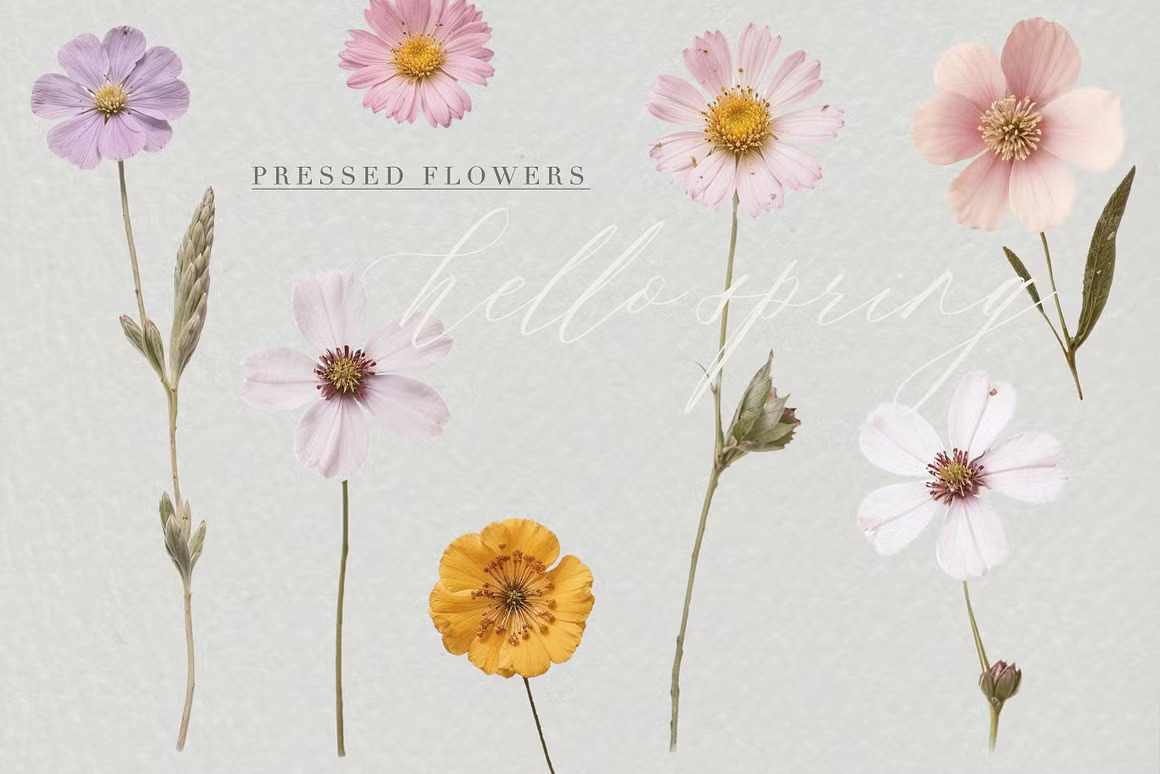 36款现代优雅婚礼请柬贺卡封面设计花卉背景图PNG/JPG格式素材 Pressed Flowers Elements 图片素材 sucaiwan.com