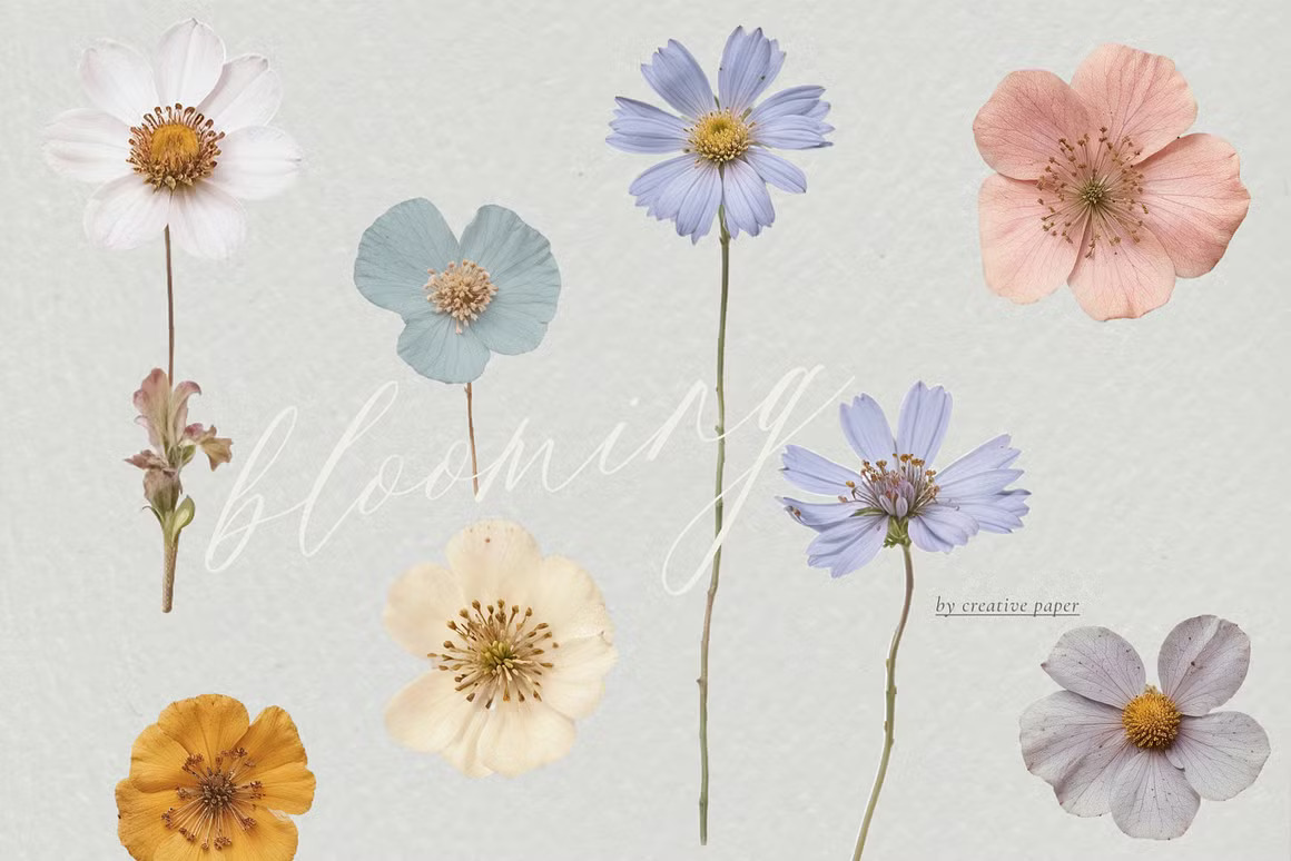 36款现代优雅婚礼请柬贺卡封面设计花卉背景图PNG/JPG格式素材 Pressed Flowers Elements 图片素材 sucaiwan.com