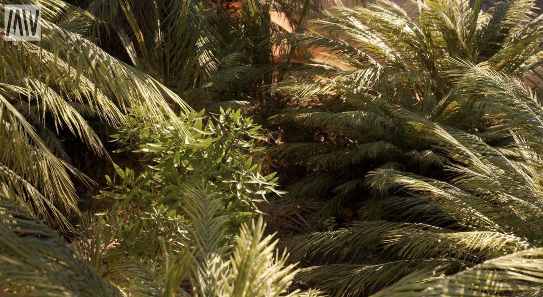 UE素材 沙漠戈壁绿洲椰子棕榈树湖泊场景3D模型素材 Unreal Engine – Dune Desert Landscape 样机素材 sucaiwan.com