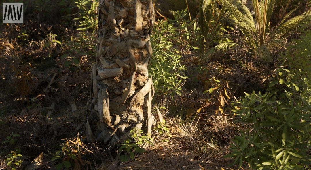 UE素材 沙漠戈壁绿洲椰子棕榈树湖泊场景3D模型素材 Unreal Engine – Dune Desert Landscape 样机素材 sucaiwan.com