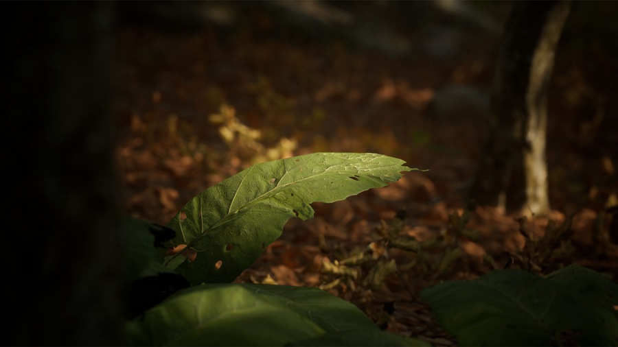 UE素材 虚拟引擎森林树木山地岩石3D模型 Unreal Engine – Leaf Tree Forest Biome , sucaiwan.com