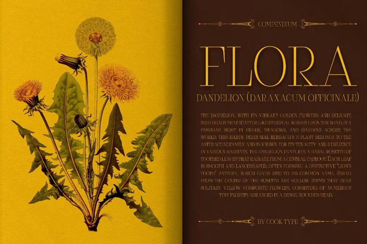 优雅复古杂志海报包装电影设计衬线英文字体安装包 Claserie 设计素材 sucaiwan.com