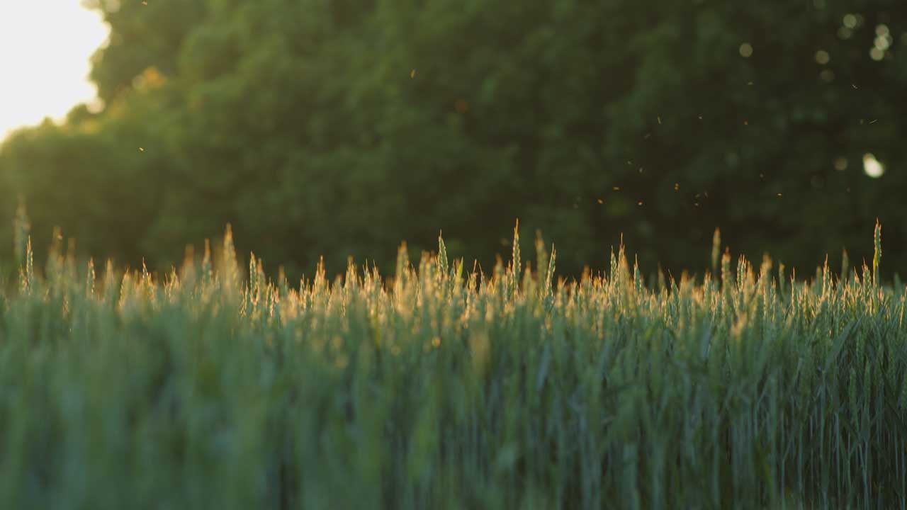 全能电影制作套装13款时尚的电影级LUTs/4K镜头光晕包 The Complete Filmmaking Bundle 插件预设 第10张-素材湾丨精选海外优质设计素材资源 全能电影制作套装13款时尚的电影级LUTs/4K镜头光晕包 The Complete Filmmaking Bundle 插件预设 sucaiwan.com