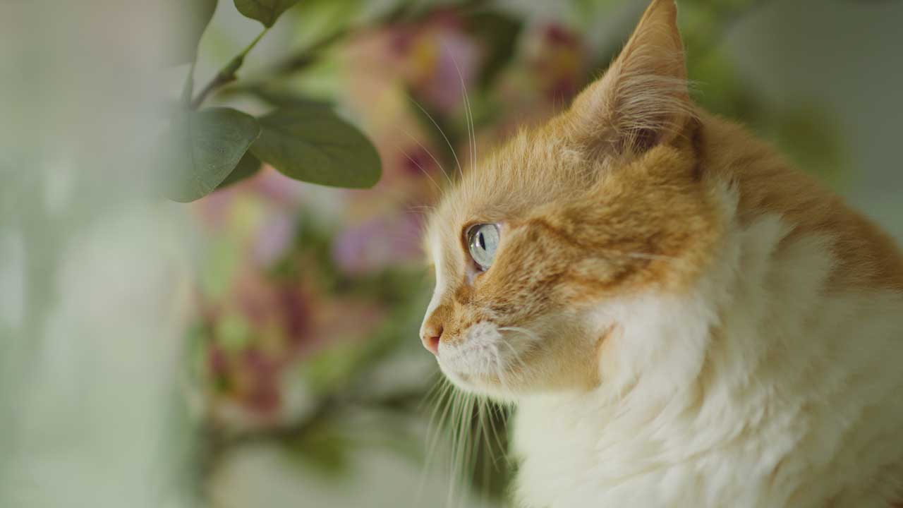 全能电影制作套装13款时尚的电影级LUTs/4K镜头光晕包 The Complete Filmmaking Bundle 插件预设 第11张-素材湾丨精选海外优质设计素材资源 全能电影制作套装13款时尚的电影级LUTs/4K镜头光晕包 The Complete Filmmaking Bundle 插件预设 sucaiwan.com