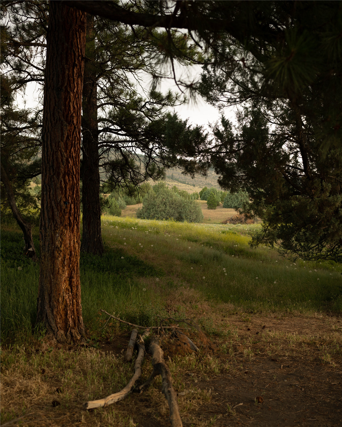 Forrest Mankins 14个复古电影风格情绪色调模拟胶片LR预设 FM Vintage Lightroom Presets 插件预设 第6张-素材湾丨精选海外优质设计素材资源 Forrest Mankins 14个复古电影风格情绪色调模拟胶片LR预设 FM Vintage Lightroom Presets 插件预设 sucaiwan.com