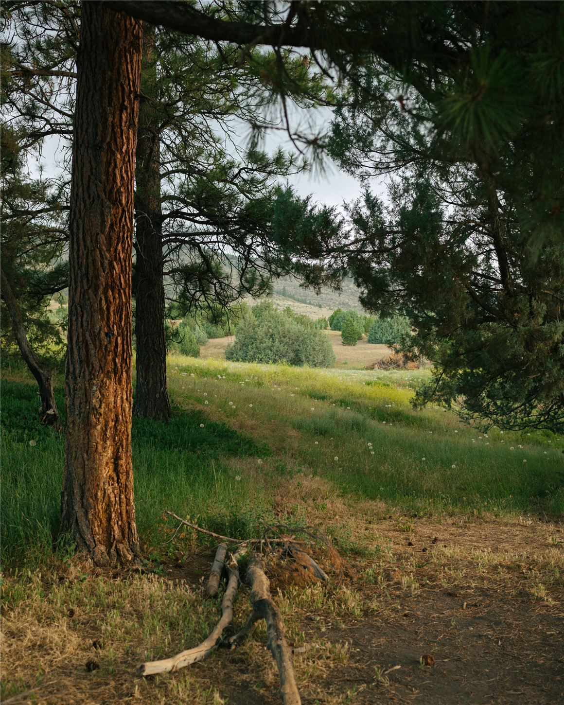 Forrest Mankins 14个复古电影风格情绪色调模拟胶片LR预设 FM Vintage Lightroom Presets 插件预设 第7张-素材湾丨精选海外优质设计素材资源 Forrest Mankins 14个复古电影风格情绪色调模拟胶片LR预设 FM Vintage Lightroom Presets 插件预设 sucaiwan.com