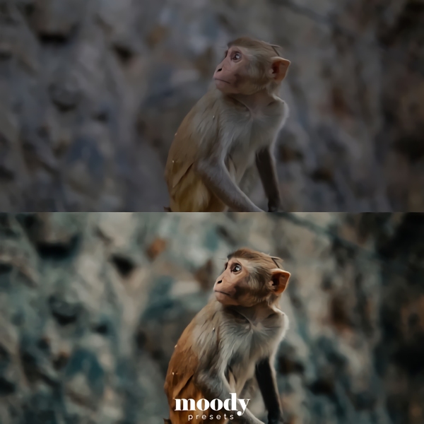 Moody LUTs 111个真实好莱坞电影旅拍vlog仿真颜色分级预设LUTS Cinematic LUTs by Moody Presets 插件预设 第7张-素材湾丨精选海外优质设计素材资源 Moody LUTs 111个真实好莱坞电影旅拍vlog仿真颜色分级预设LUTS Cinematic LUTs by Moody Presets 插件预设 sucaiwan.com