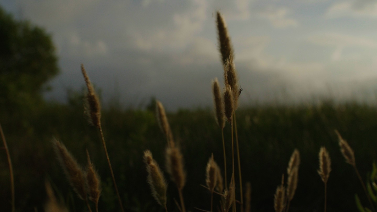 Phantom LUTs – Canon LUTs 佳能C-Log2、C-Log3转阿莱胶片色彩商业LUT调色预设包 Joel Famularo Phantom LUTs for Canon Cinema Cameras 插件预设 第3张-素材湾丨精选海外优质设计素材资源 Phantom LUTs – Canon LUTs 佳能C-Log2、C-Log3转阿莱胶片色彩商业LUT调色预设包 Joel Famularo Phantom LUTs for Canon Cinema Cameras 插件预设 sucaiwan.com