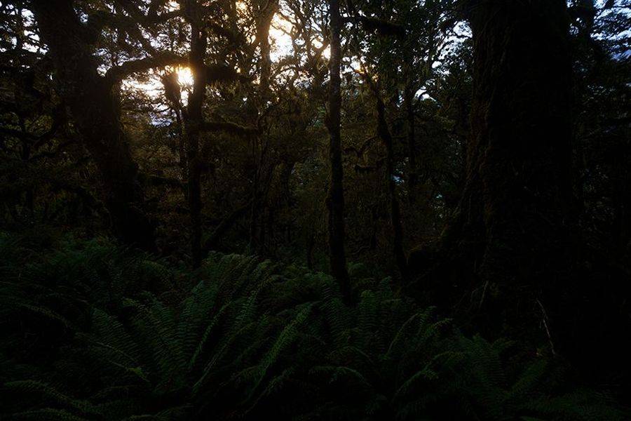 LR预设 专业富士柯达胶片模拟AI智能照片调色Lightroom预设 William Patino – AI Presets Landscape Edition 插件预设 第12张-素材湾丨精选海外优质设计素材资源 LR预设 专业富士柯达胶片模拟AI智能照片调色Lightroom预设 William Patino – AI Presets Landscape Edition 插件预设 sucaiwan.com