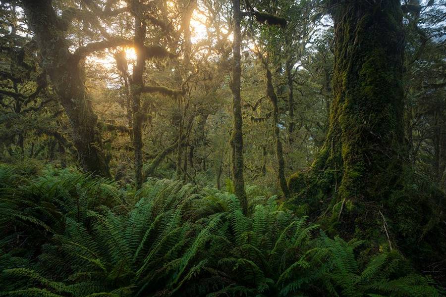 LR预设 专业富士柯达胶片模拟AI智能照片调色Lightroom预设 William Patino – AI Presets Landscape Edition 插件预设 第13张-素材湾丨精选海外优质设计素材资源 LR预设 专业富士柯达胶片模拟AI智能照片调色Lightroom预设 William Patino – AI Presets Landscape Edition 插件预设 sucaiwan.com