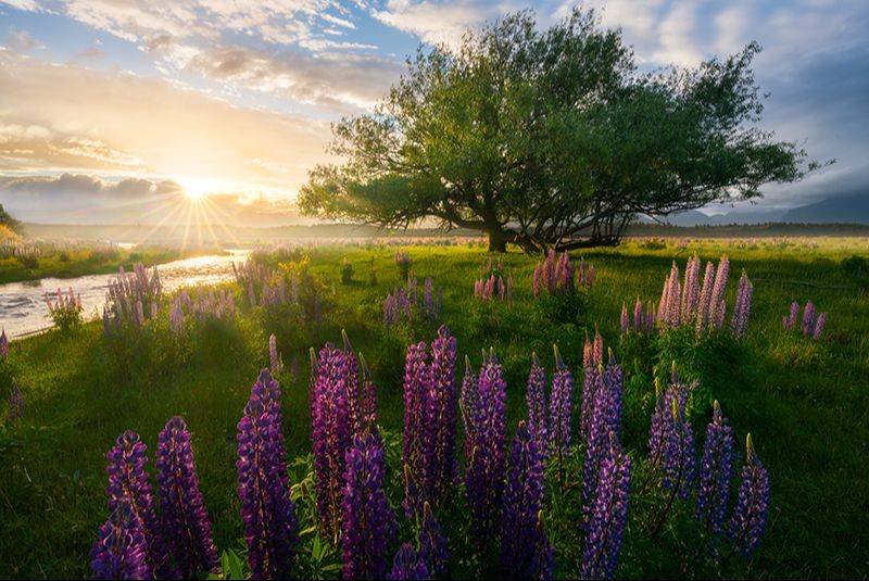 LR预设 专业富士柯达胶片模拟AI智能照片调色Lightroom预设 William Patino – AI Presets Landscape Edition 插件预设 第16张-素材湾丨精选海外优质设计素材资源 LR预设 专业富士柯达胶片模拟AI智能照片调色Lightroom预设 William Patino – AI Presets Landscape Edition 插件预设 sucaiwan.com