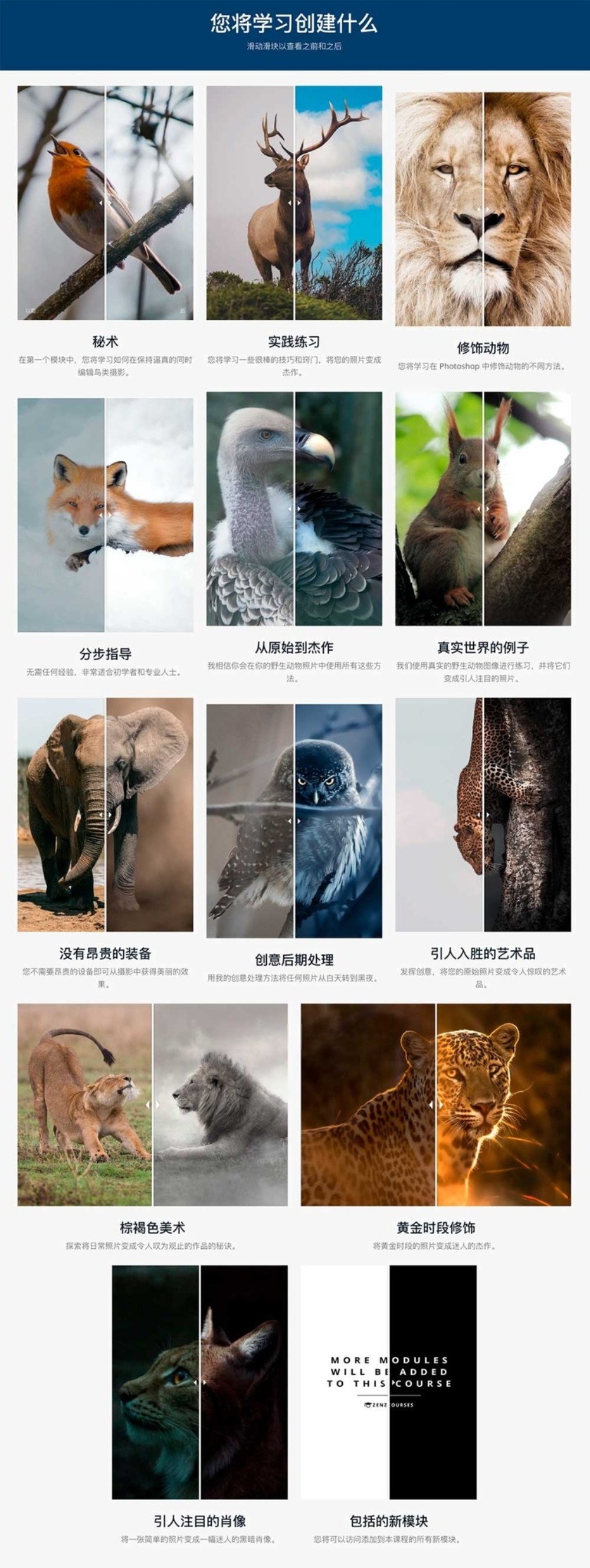 大师课程 油管大神Zenja Gammer出品野生动物摄影照片修图PS视频教程 Zenja Gammer – zenzcourses – Wildlife Photo Editing Course 设计教程 第2张-素材湾丨精选海外优质设计素材资源 大师课程 油管大神Zenja Gammer出品野生动物摄影照片修图PS视频教程 Zenja Gammer – zenzcourses – Wildlife Photo Editing Course 设计教程 sucaiwan.com