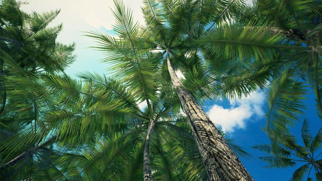 海边沙滩棕榈树海岸岩石UE模型设计素材 Unreal Engine – Brushify – Tropical Pack 样机素材 第6张-素材湾丨精选海外优质设计素材资源 海边沙滩棕榈树海岸岩石UE模型设计素材 Unreal Engine – Brushify – Tropical Pack 样机素材 sucaiwan.com