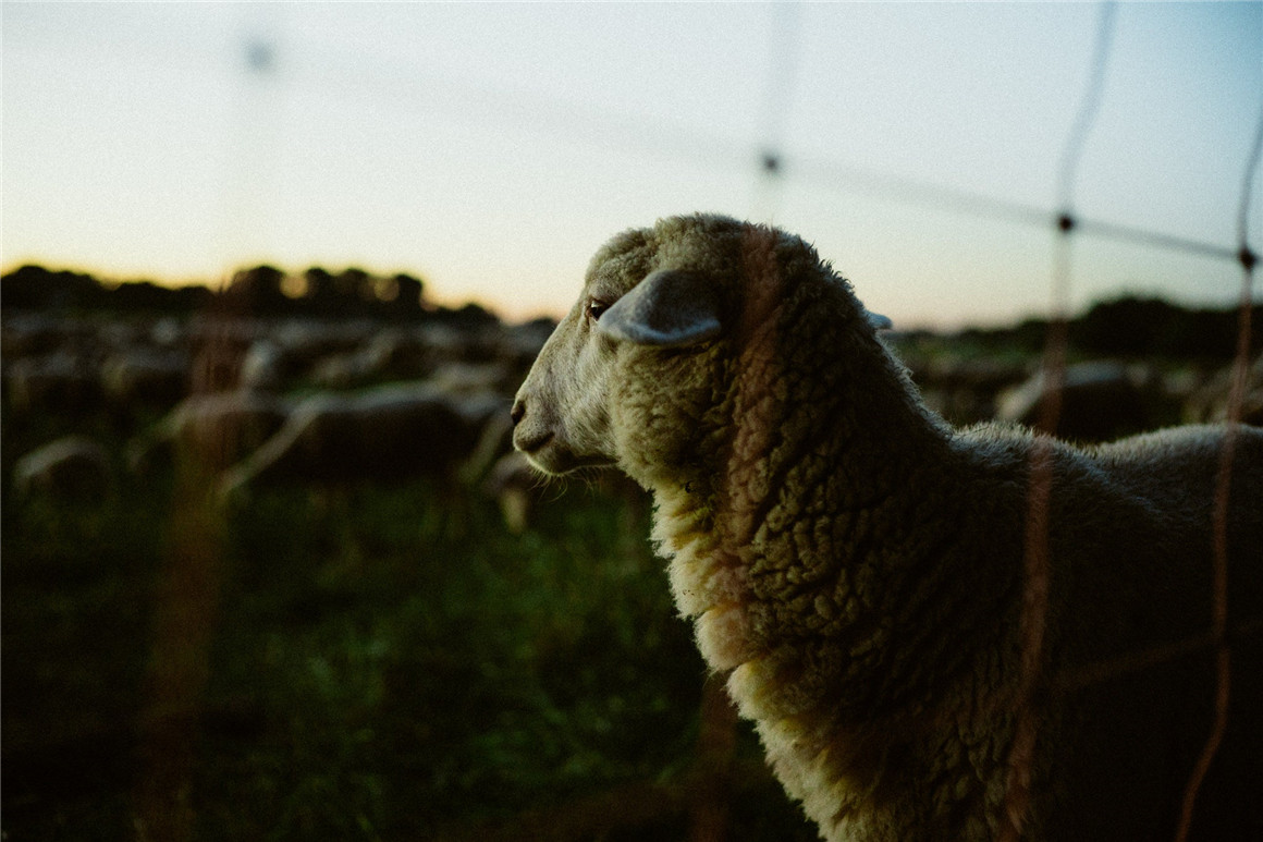 TCP 柯达富士电影模拟复古胶卷颗粒LR/PS预设相机内置DCP调色预设 Classic ECN-2 Lightroom Preset 插件预设 第5张-素材湾丨精选海外优质设计素材资源 TCP 柯达富士电影模拟复古胶卷颗粒LR/PS预设相机内置DCP调色预设 Classic ECN-2 Lightroom Preset 插件预设 sucaiwan.com