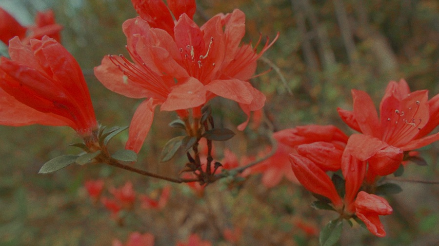 Super16 KODAK 200T Power Grade 独特达芬奇胶片模拟柯达复古调色节点 for Professional Color Grading in DaVinci Resolve Studio 插件预设 sucaiwan.com