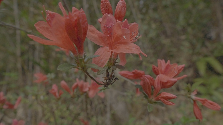 Super16 KODAK 200T Power Grade 独特达芬奇胶片模拟柯达复古调色节点 for Professional Color Grading in DaVinci Resolve Studio 插件预设 sucaiwan.com