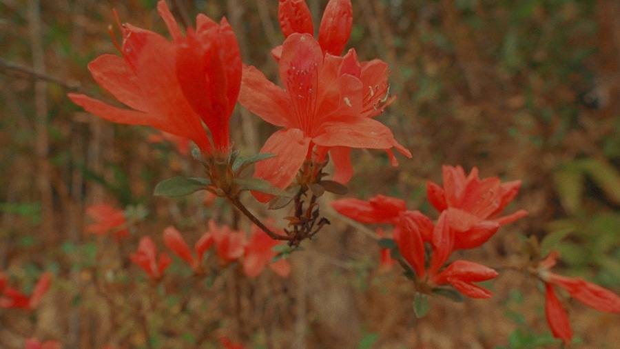 Super16 KODAK 200T Power Grade 独特达芬奇胶片模拟柯达复古调色节点 for Professional Color Grading in DaVinci Resolve Studio 插件预设 sucaiwan.com