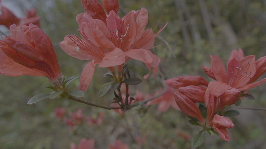 Super16 KODAK 200T Power Grade 独特达芬奇胶片模拟柯达复古调色节点 for Professional Color Grading in DaVinci Resolve Studio 插件预设 sucaiwan.com