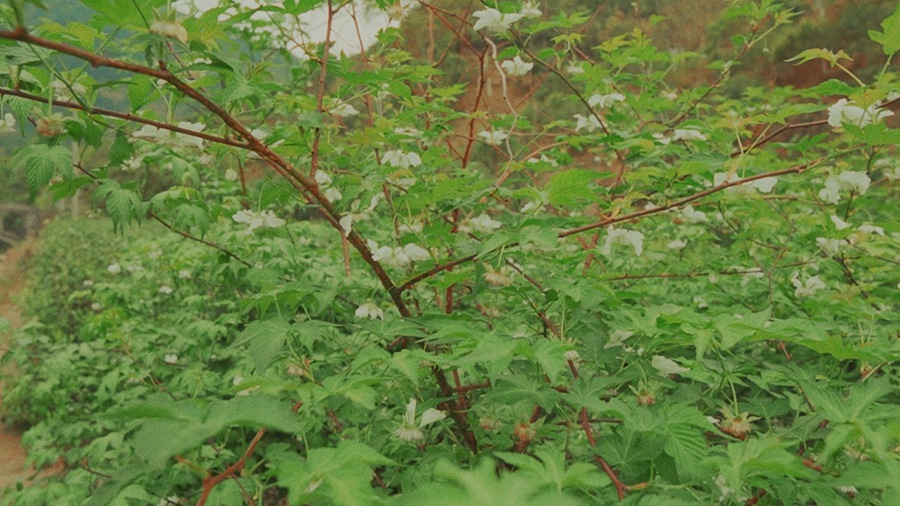 Super16 KODAK 200T Power Grade 独特达芬奇胶片模拟柯达复古调色节点 for Professional Color Grading in DaVinci Resolve Studio 插件预设 sucaiwan.com