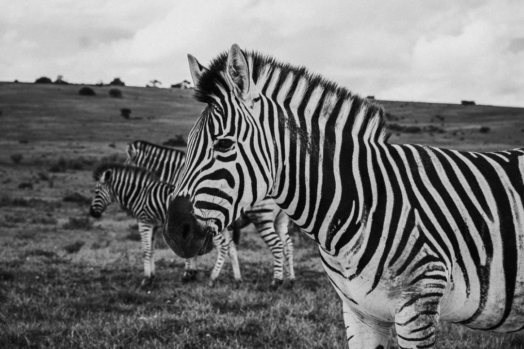 英伦欧风温暖棕色调情侣婚礼户外摄影照片调色Lightroom预设 Tho Pack Moody Presets and Profiles 插件预设 第18张-素材湾丨精选海外优质设计素材资源 英伦欧风温暖棕色调情侣婚礼户外摄影照片调色Lightroom预设 Tho Pack Moody Presets and Profiles 插件预设 sucaiwan.com