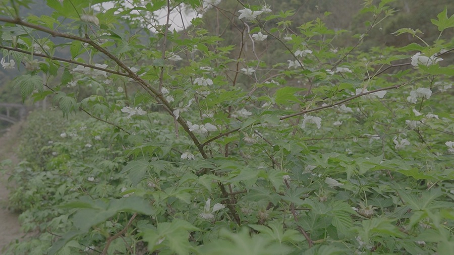 Super16 KODAK 200T Power Grade 独特达芬奇胶片模拟柯达复古调色节点 for Professional Color Grading in DaVinci Resolve Studio 插件预设 sucaiwan.com