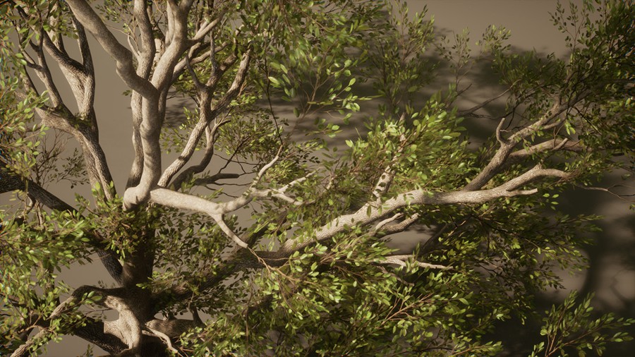 真实丛林树木灌木丛3d模型ue设计素材 Foliage VOL.13 – Southern Oak Trees 样机素材 第3张-素材湾丨精选海外优质设计素材资源 真实丛林树木灌木丛3d模型ue设计素材 Foliage VOL.13 – Southern Oak Trees 样机素材 sucaiwan.com