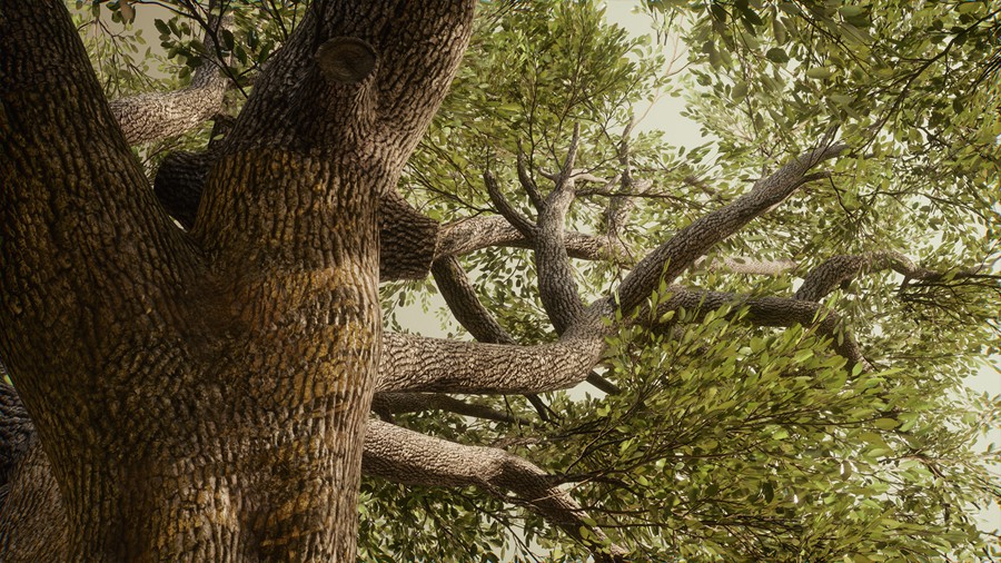 真实丛林树木灌木丛3d模型ue设计素材 Foliage VOL.13 – Southern Oak Trees 样机素材 第5张-素材湾丨精选海外优质设计素材资源 真实丛林树木灌木丛3d模型ue设计素材 Foliage VOL.13 – Southern Oak Trees 样机素材 sucaiwan.com