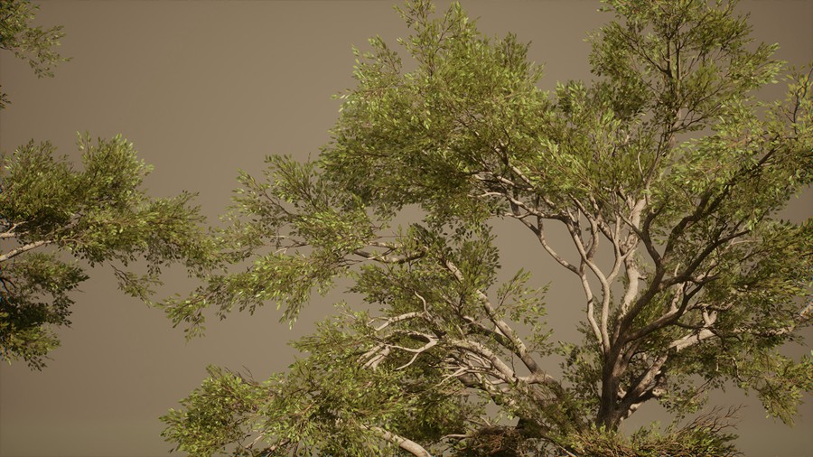 真实丛林树木灌木丛3d模型ue设计素材 Foliage VOL.13 – Southern Oak Trees 样机素材 第4张-素材湾丨精选海外优质设计素材资源 真实丛林树木灌木丛3d模型ue设计素材 Foliage VOL.13 – Southern Oak Trees 样机素材 sucaiwan.com