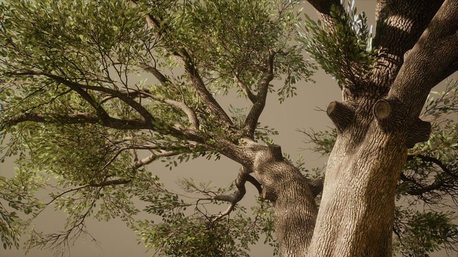 真实丛林树木灌木丛3d模型ue设计素材 Foliage VOL.13 – Southern Oak Trees 样机素材 第8张-素材湾丨精选海外优质设计素材资源 真实丛林树木灌木丛3d模型ue设计素材 Foliage VOL.13 – Southern Oak Trees 样机素材 sucaiwan.com