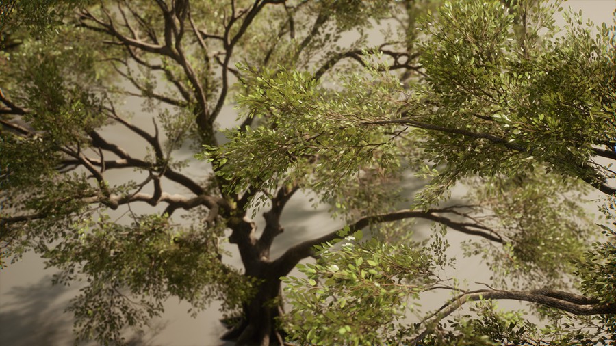 真实丛林树木灌木丛3d模型ue设计素材 Foliage VOL.13 – Southern Oak Trees 样机素材 第16张-素材湾丨精选海外优质设计素材资源 真实丛林树木灌木丛3d模型ue设计素材 Foliage VOL.13 – Southern Oak Trees 样机素材 sucaiwan.com