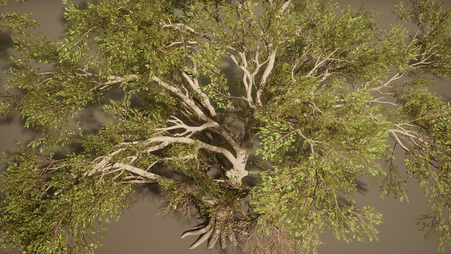 真实丛林树木灌木丛3d模型ue设计素材 Foliage VOL.13 – Southern Oak Trees 样机素材 第17张-素材湾丨精选海外优质设计素材资源 真实丛林树木灌木丛3d模型ue设计素材 Foliage VOL.13 – Southern Oak Trees 样机素材 sucaiwan.com