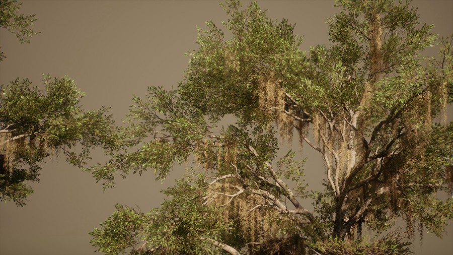 真实丛林树木灌木丛3d模型ue设计素材 Foliage VOL.13 – Southern Oak Trees 样机素材 第20张-素材湾丨精选海外优质设计素材资源 真实丛林树木灌木丛3d模型ue设计素材 Foliage VOL.13 – Southern Oak Trees 样机素材 sucaiwan.com