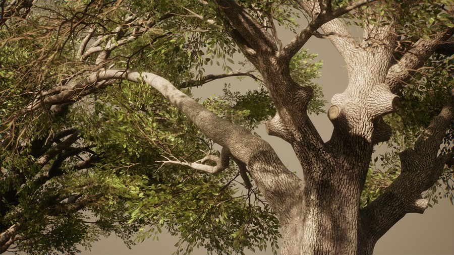 真实丛林树木灌木丛3d模型ue设计素材 Foliage VOL.13 – Southern Oak Trees 样机素材 第19张-素材湾丨精选海外优质设计素材资源 真实丛林树木灌木丛3d模型ue设计素材 Foliage VOL.13 – Southern Oak Trees 样机素材 sucaiwan.com