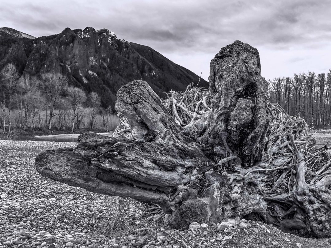 飞思预设 永恒优雅黑白色调婚礼人物肖像照片调色Capture One预设 Pixafoto: Capture One-B&W 插件预设 第2张-素材湾丨精选海外优质设计素材资源 飞思预设 永恒优雅黑白色调婚礼人物肖像照片调色Capture One预设 Pixafoto: Capture One-B&W 插件预设 sucaiwan.com