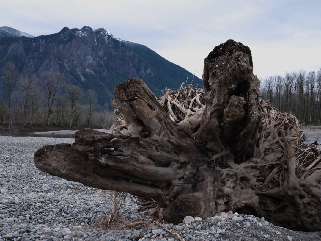 飞思预设 永恒优雅黑白色调婚礼人物肖像照片调色Capture One预设 Pixafoto: Capture One-B&W 插件预设 第3张-素材湾丨精选海外优质设计素材资源 飞思预设 永恒优雅黑白色调婚礼人物肖像照片调色Capture One预设 Pixafoto: Capture One-B&W 插件预设 sucaiwan.com
