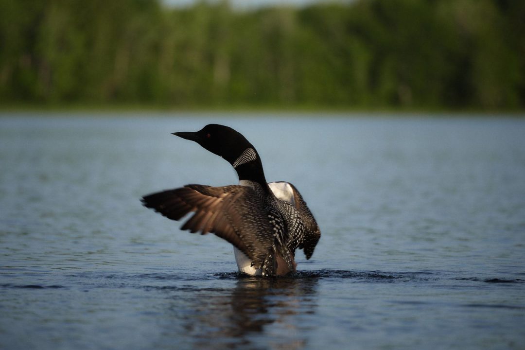 飞思预设 30款秋季美学复古暖色调橙色调旅行照片调色Capture One预设 Pixafoto: Capture One-Autumn Vintage 插件预设 第7张-素材湾丨精选海外优质设计素材资源 飞思预设 30款秋季美学复古暖色调橙色调旅行照片调色Capture One预设 Pixafoto: Capture One-Autumn Vintage 插件预设 sucaiwan.com