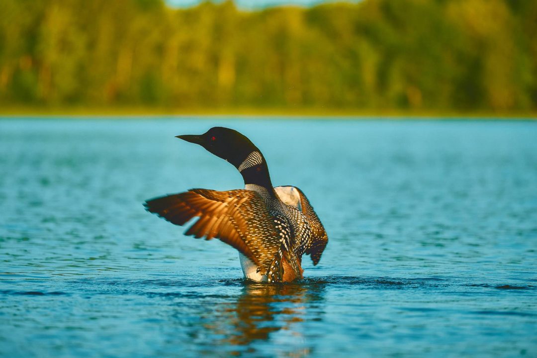 飞思预设 30款秋季美学复古暖色调橙色调旅行照片调色Capture One预设 Pixafoto: Capture One-Autumn Vintage 插件预设 第6张-素材湾丨精选海外优质设计素材资源 飞思预设 30款秋季美学复古暖色调橙色调旅行照片调色Capture One预设 Pixafoto: Capture One-Autumn Vintage 插件预设 sucaiwan.com