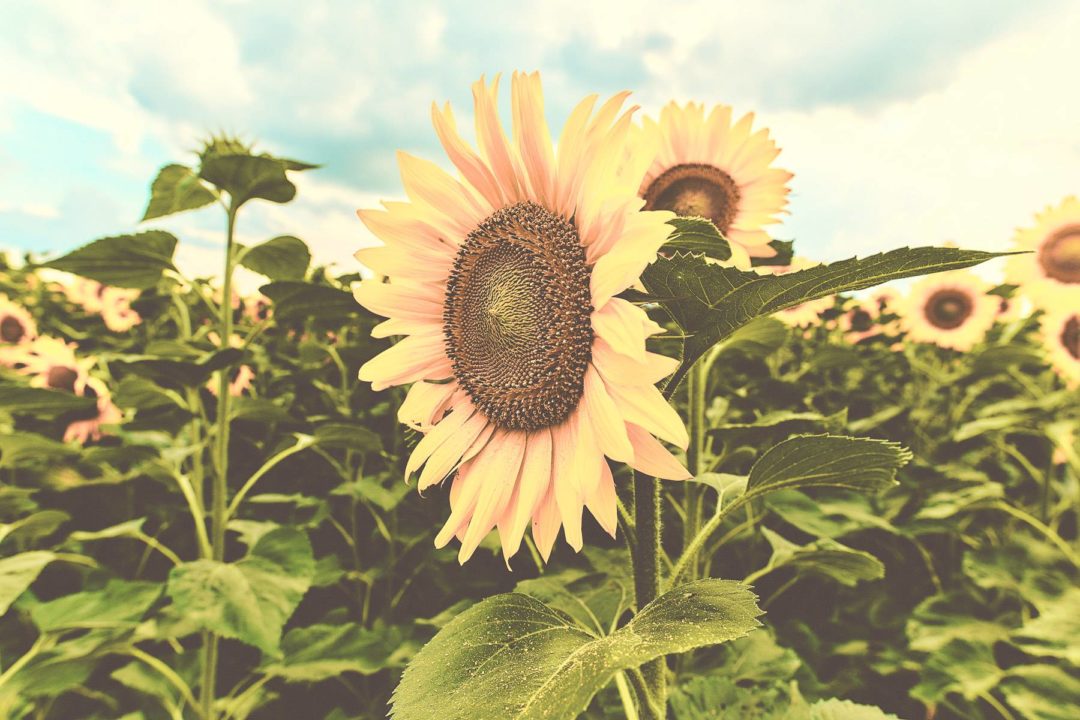 飞思预设 30款秋季美学复古暖色调橙色调旅行照片调色Capture One预设 Pixafoto: Capture One-Autumn Vintage 插件预设 第8张-素材湾丨精选海外优质设计素材资源 飞思预设 30款秋季美学复古暖色调橙色调旅行照片调色Capture One预设 Pixafoto: Capture One-Autumn Vintage 插件预设 sucaiwan.com