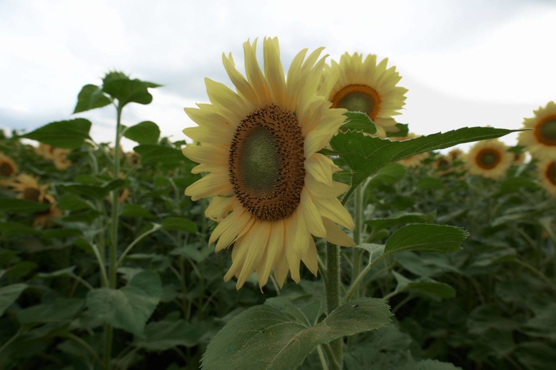 飞思预设 30款秋季美学复古暖色调橙色调旅行照片调色Capture One预设 Pixafoto: Capture One-Autumn Vintage 插件预设 第9张-素材湾丨精选海外优质设计素材资源 飞思预设 30款秋季美学复古暖色调橙色调旅行照片调色Capture One预设 Pixafoto: Capture One-Autumn Vintage 插件预设 sucaiwan.com