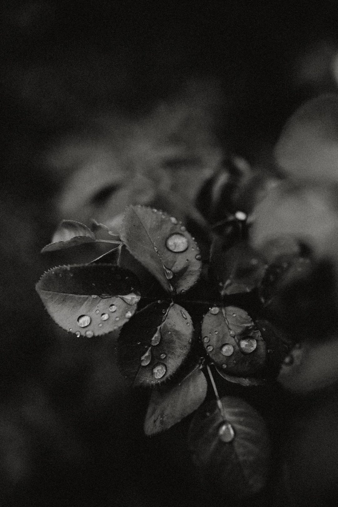 真实情绪化柔和暖色橙色黑白色调婚礼照片调色Lightroom预设包 Legacy Presets – Francesca Angrisano – Poetico 插件预设 第25张-素材湾丨精选海外优质设计素材资源 真实情绪化柔和暖色橙色黑白色调婚礼照片调色Lightroom预设包 Legacy Presets – Francesca Angrisano – Poetico 插件预设 sucaiwan.com