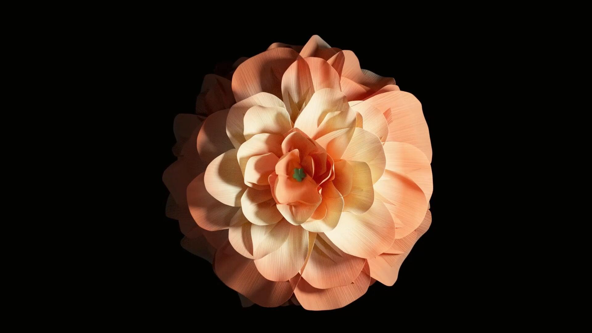 视频素材：3D纯色黑背景优雅美丽盛开花朵动画高清素材 Animated Blooming Flowers , sucaiwan.com